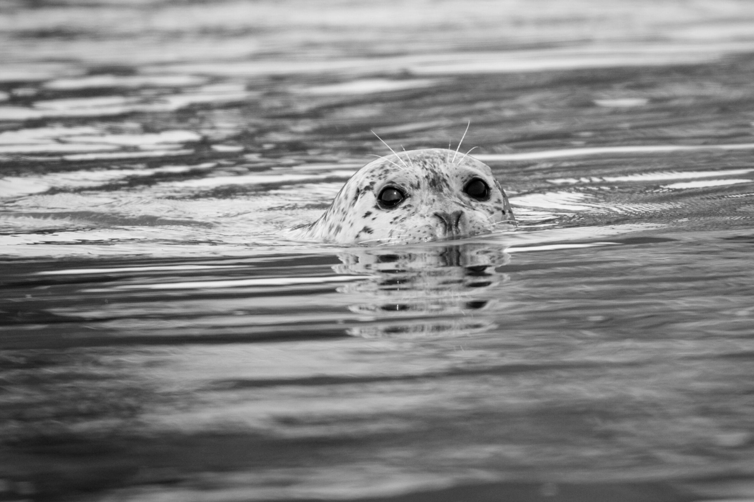 Sea lion by Ethan_DSC_8231