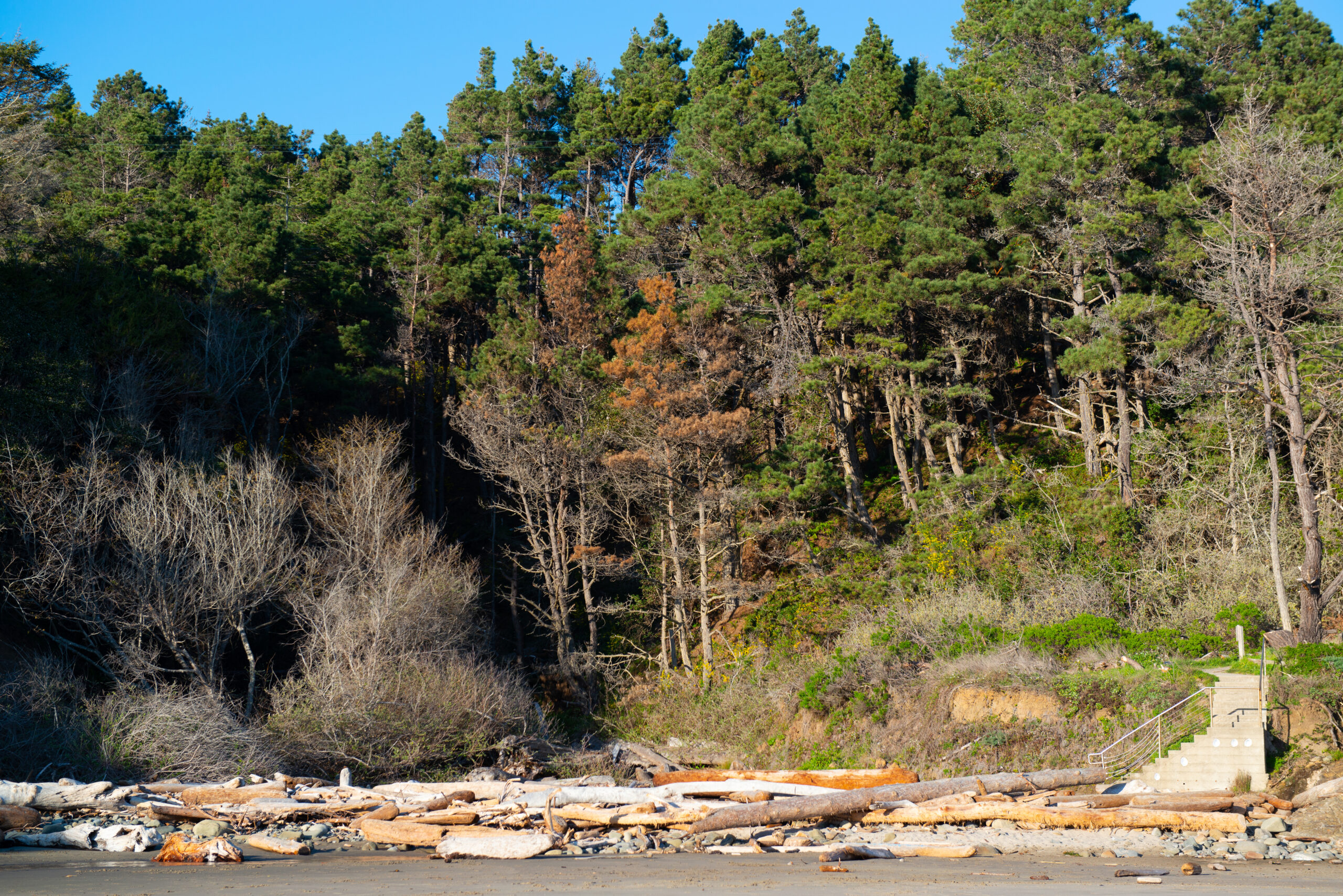 Cooks Beach log pile w forest_Ethan Applegarth