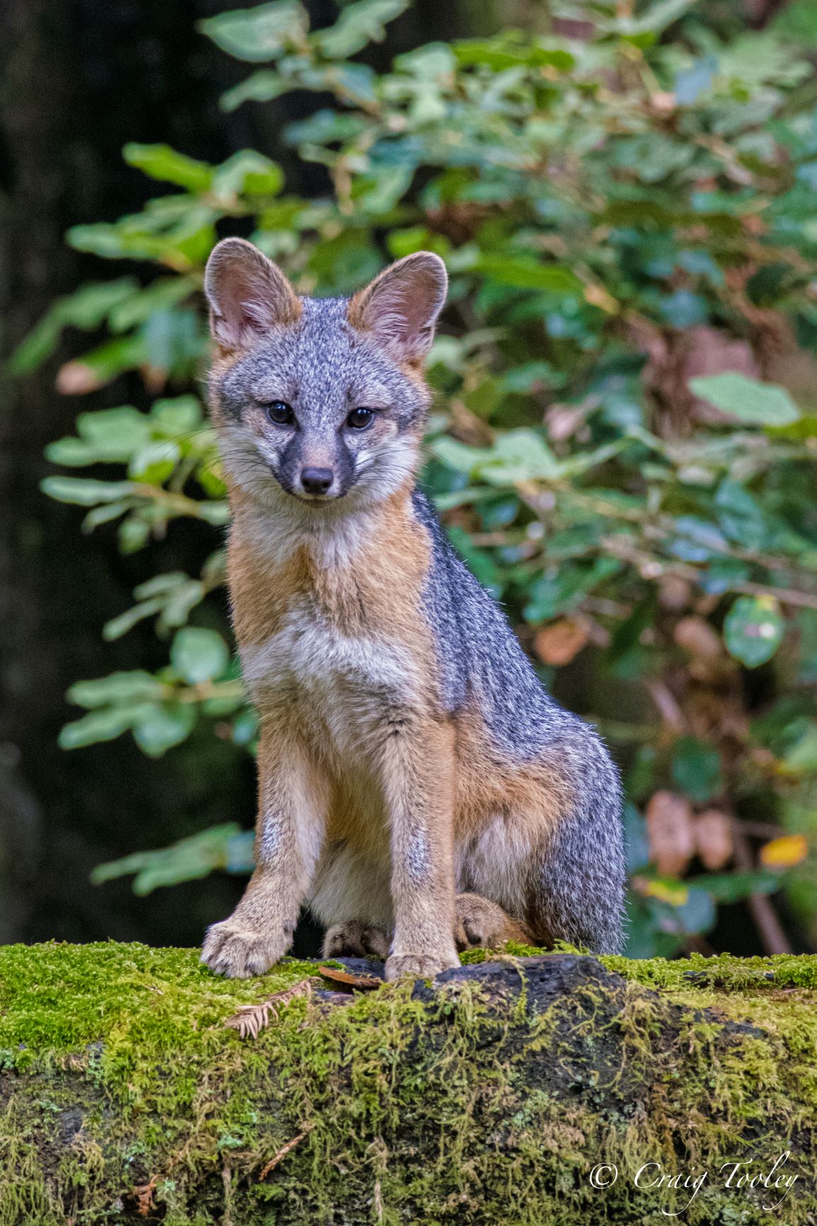 20160801_FOX_Craig_Tooley_smaller