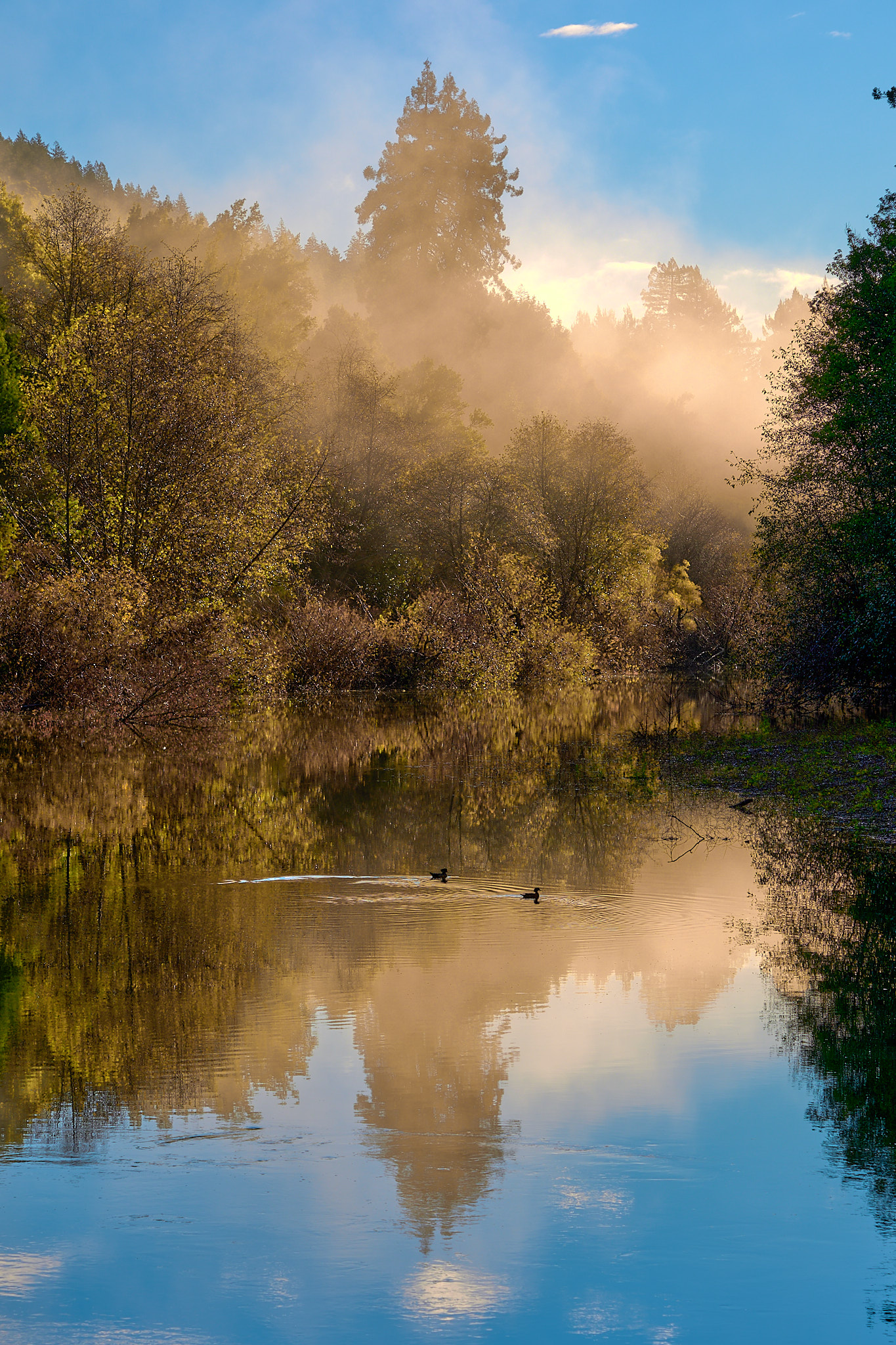 MBP Gualala River and (unidentified) ducks by Don Hess (3)