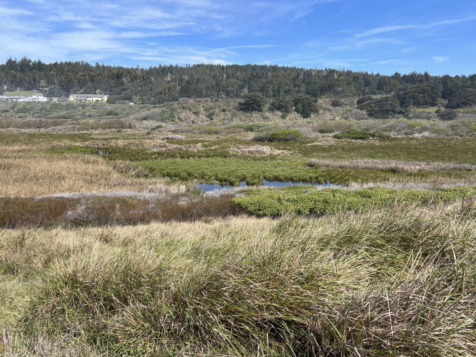 wetland