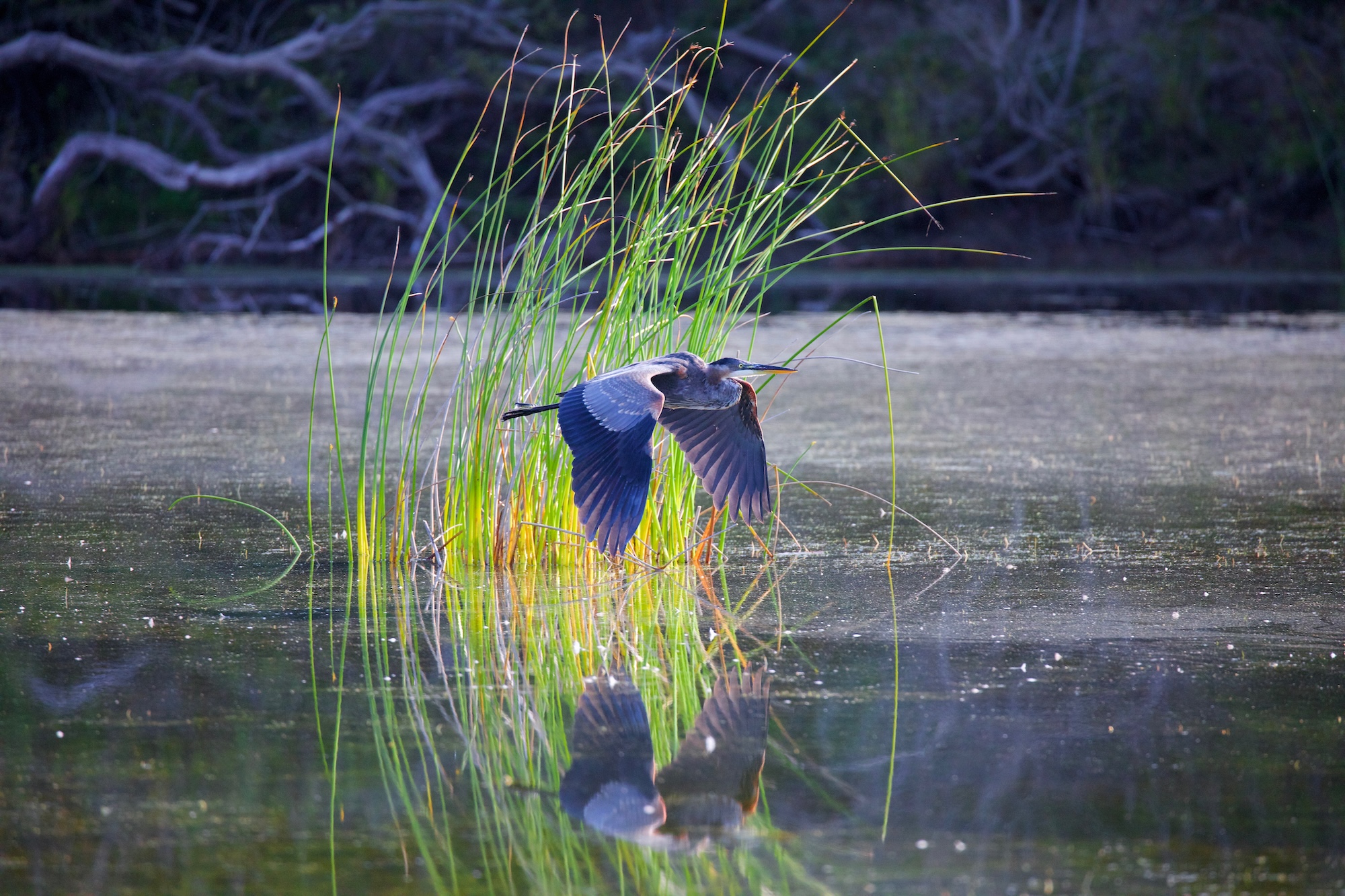 Reflectiosn of growth